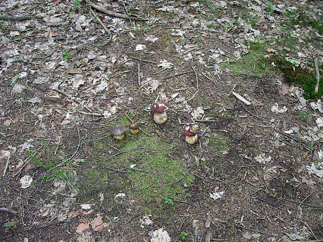 I funghi della foresta di Thann